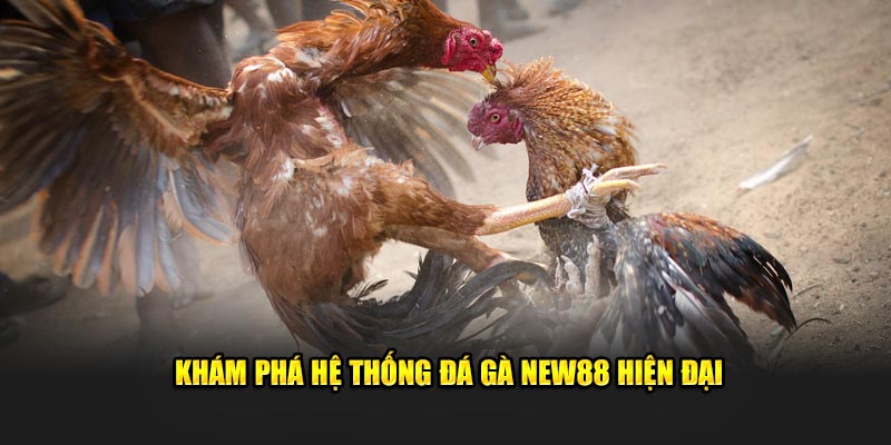 Khám phá hệ thống đá gà New88 hiện đại